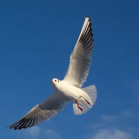 Guest house Voss Uckeritz